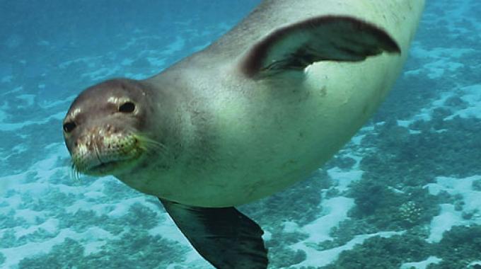 foca_monaca.